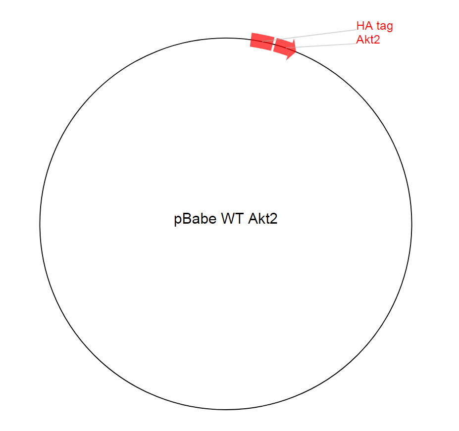 pBabe WT Akt2质粒图谱
